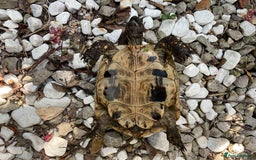 Hermann Tortoise reptiles for sale: Testudo hermanni - Image 2