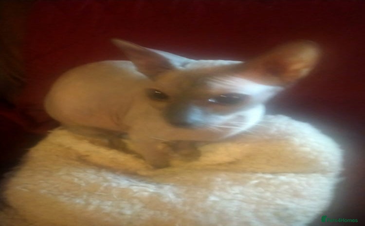 Sphynx cats FEMALE SPHYNX KITTENS  - Advert 14
