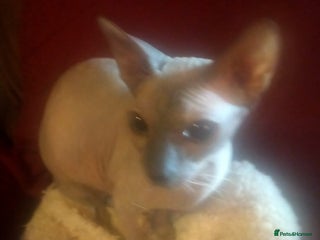Sphynx cats FEMALE SPHYNX KITTENS - Advert 1