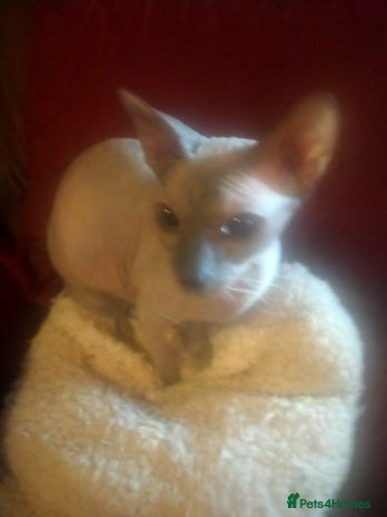 Sphynx cats FEMALE SPHYNX KITTENS - Advert 2