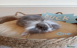 Mini Lop rabbits for sale: Fantastic mini lop babies forsale  - Image 3