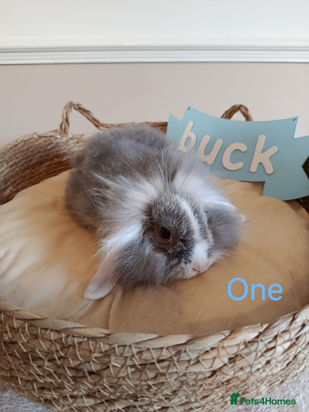 Mini Lop rabbits for sale: Fantastic mini lop babies forsale  - Image 3