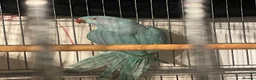 Ringnecks birds for sale: Ringneck  - Advert 4