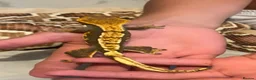 Gecko reptiles for sale: Crested Gecko with full set up  in Doncaster - Advert 3