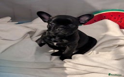 French Bulldog dogs for sale: French bulldog puppies for sale - Image 9