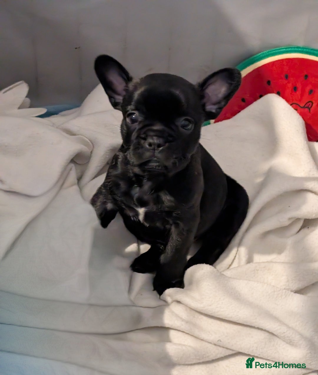 French Bulldog dogs for sale: French bulldog puppies for sale - Image 9
