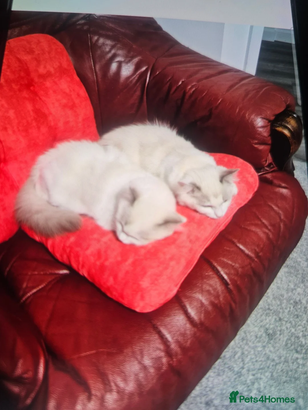 Ragdoll cats for sale: Ragdoll Bicolor- 2 playful girls. in Fareham - Advert 2