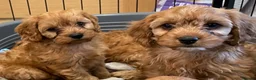 Cavapoo dogs for sale: 🐶🐾Adorable F1 miniature cavapoos🐾🐶 - Advert 2