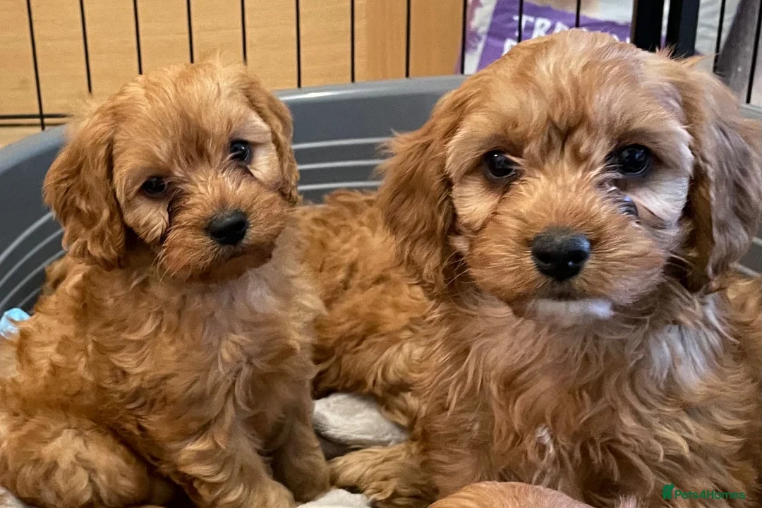 Cavapoo dogs for sale: 🐶🐾Adorable F1 miniature cavapoos🐾🐶 - Advert 2
