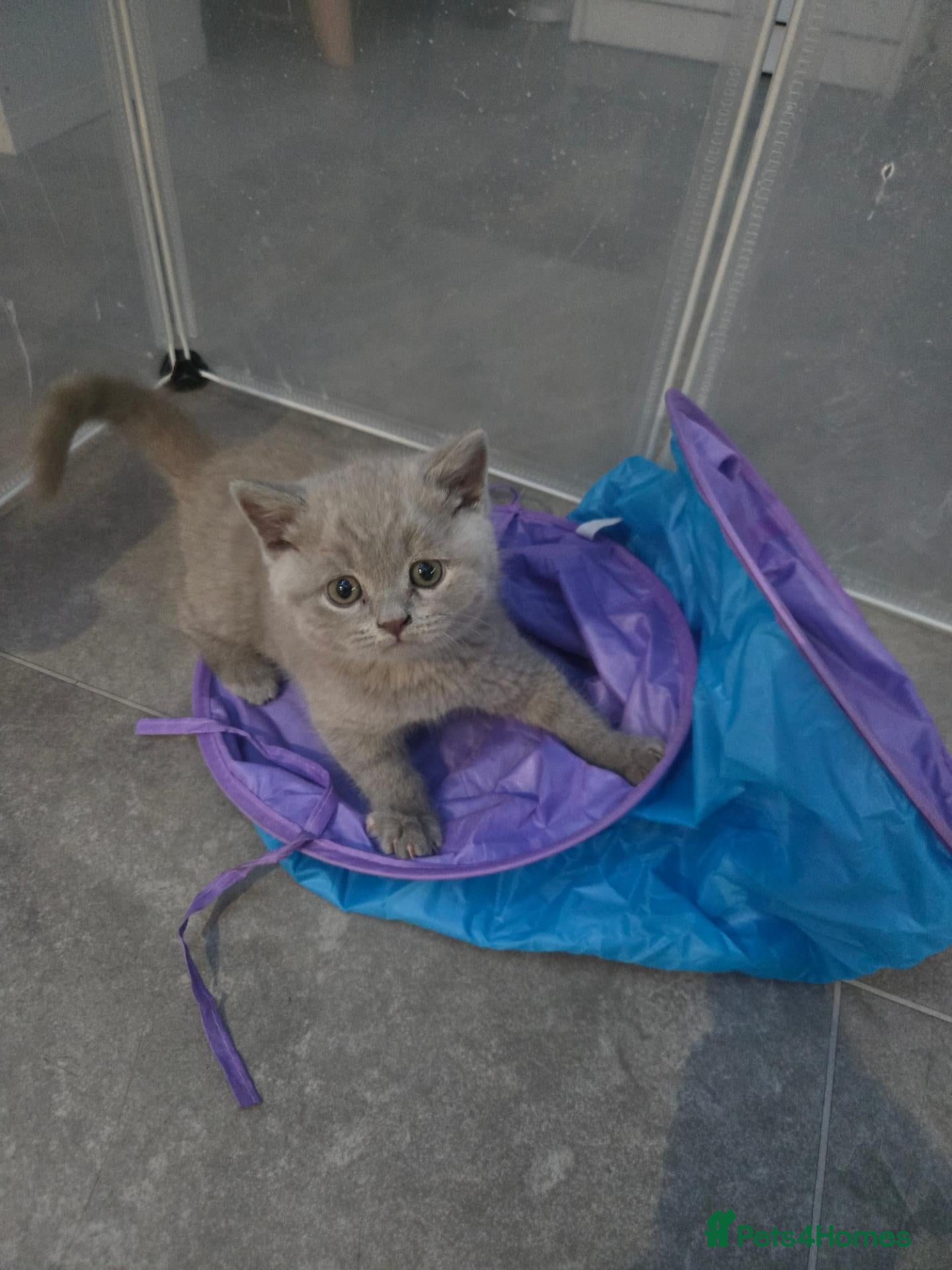British Shorthair cats Olny 2 boys left Ready now  british shorthair  - Advert 1