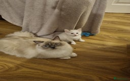 Ragdoll cats for sale: Ragdoll Bicollor kitten - Image 8