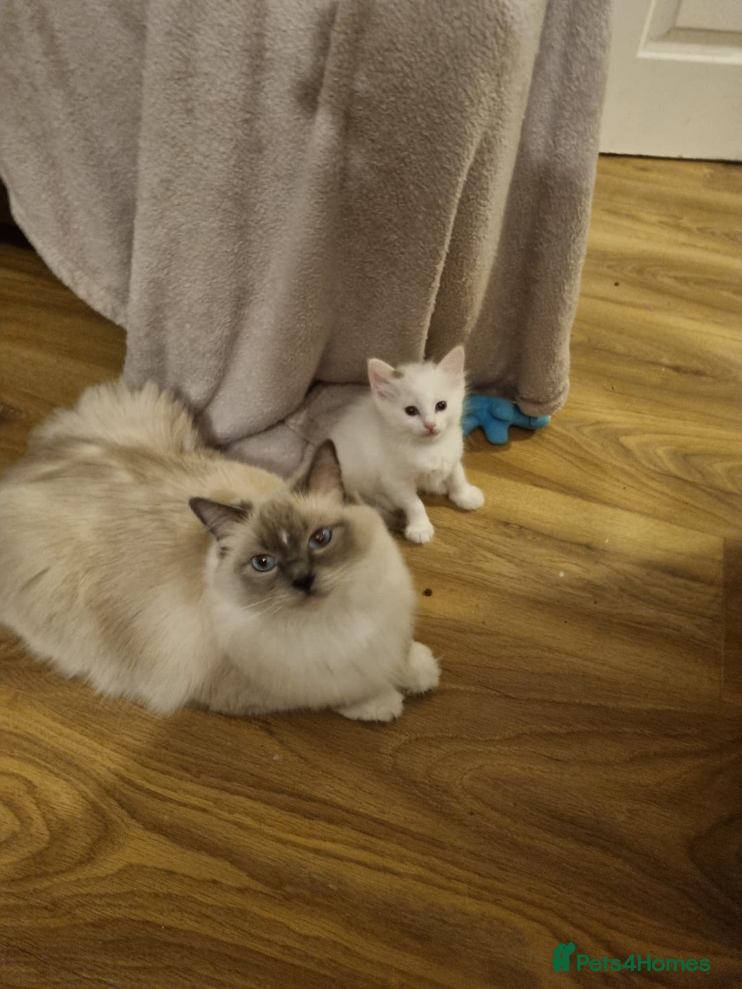 Ragdoll cats for sale: Ragdoll Bicollor kitten - Image 8