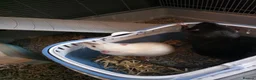 Rat rodents for sale: Two Lovely Rats in Derby - Advert 5