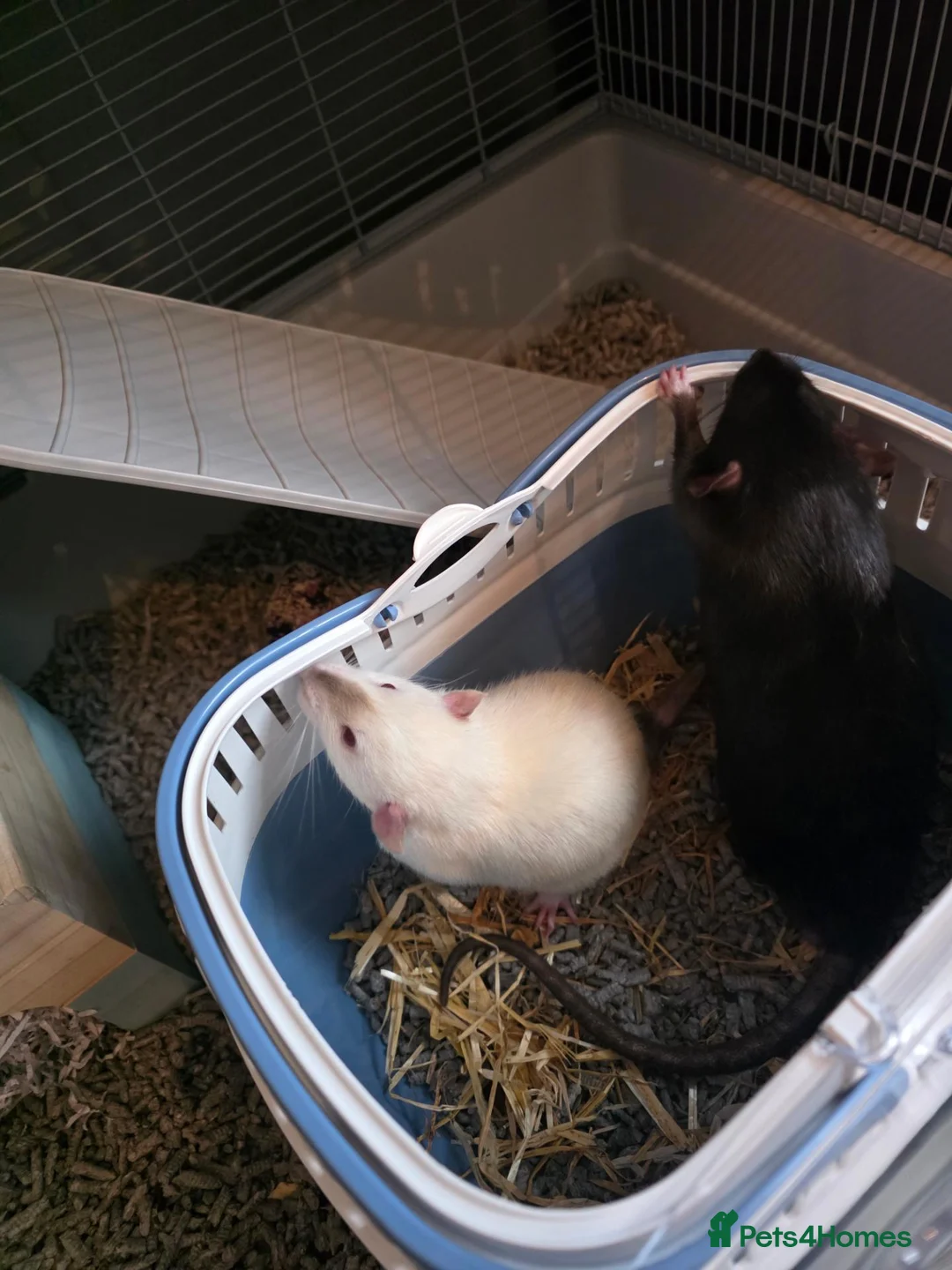 Rat rodents for sale: Two Lovely Rats in Derby - Advert 5