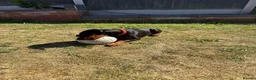 Dobermann dogs for sale: 15 week old (started) Doberman puppy female  - Advert 3