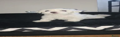 Maltese 5