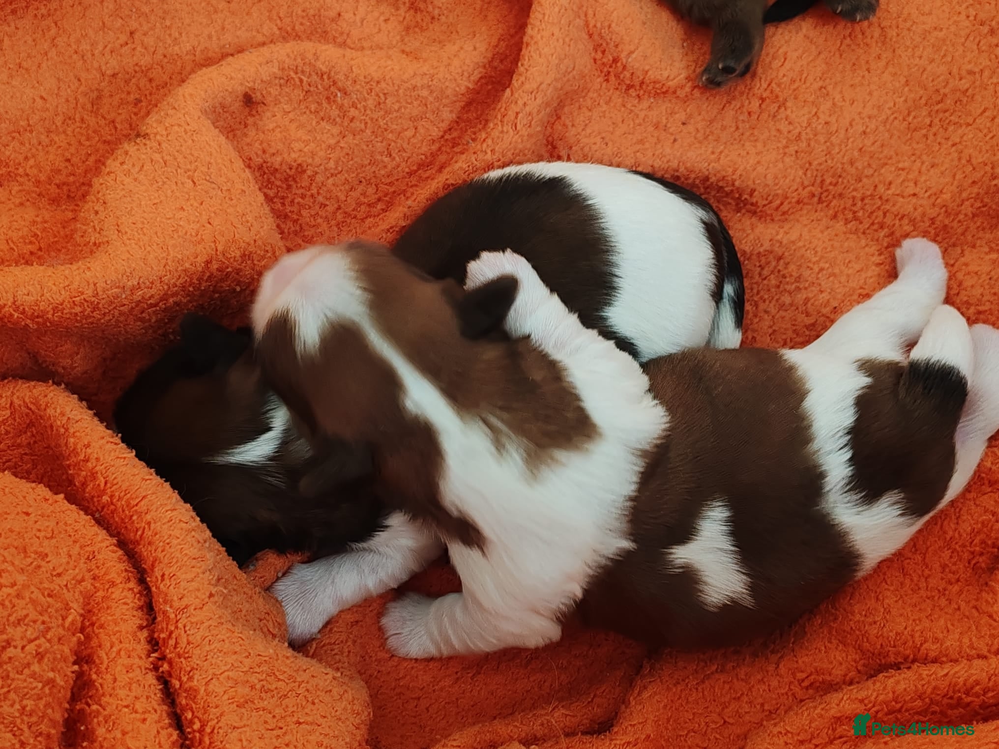 Shih Tzu dogs Choco 1 - Advert 2