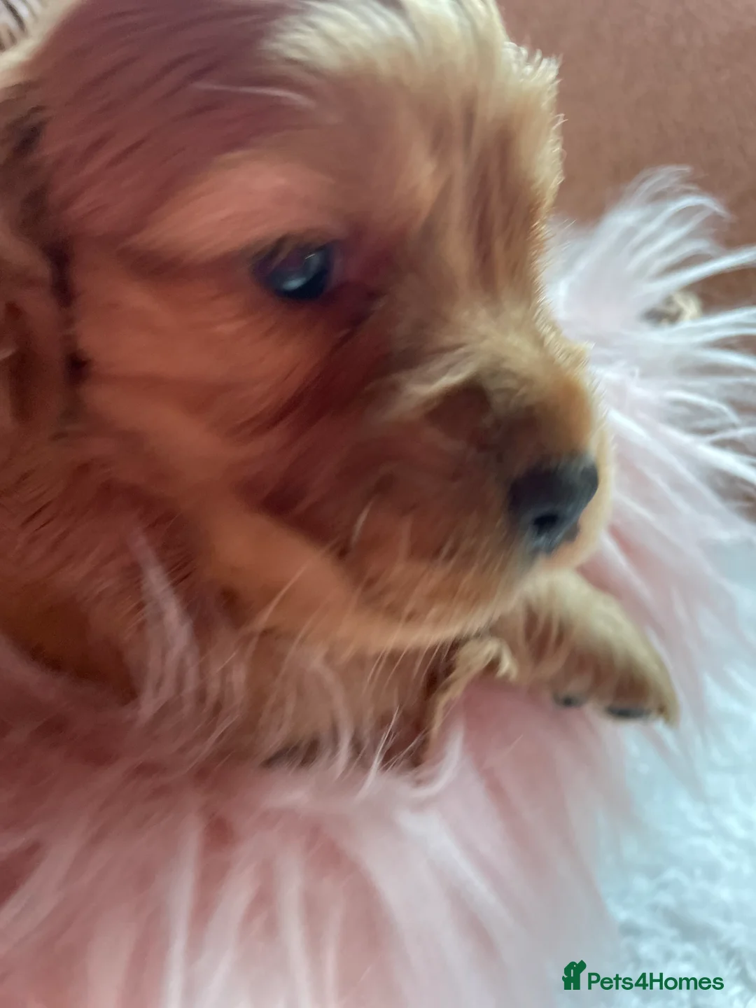 Mixed Breed dogs for sale: V.RARE ! Miniature GOLDEN RETRIEVERS(Dakota sport) - Advert 12