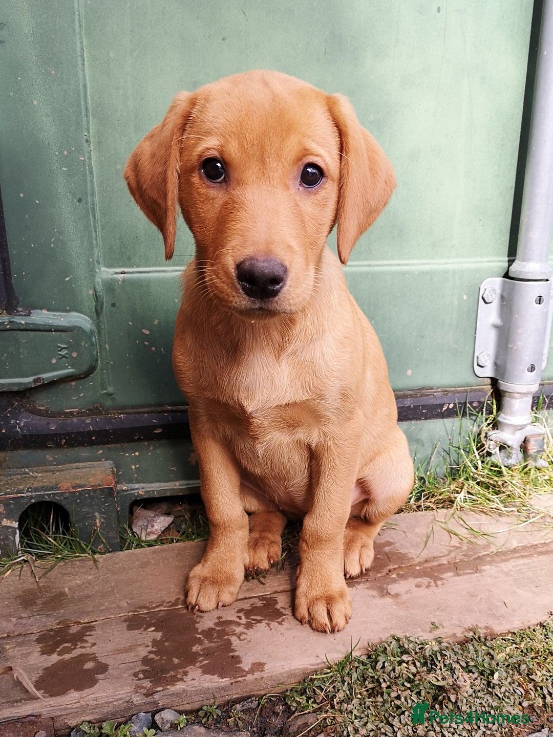 Labrador Retriever dogs for sale: Very well bred Working Style dark Fox Red Puppies - Image 6