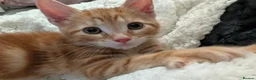 Mixed Breed cats for sale: Kitten for sale in Barnsley - Advert 2