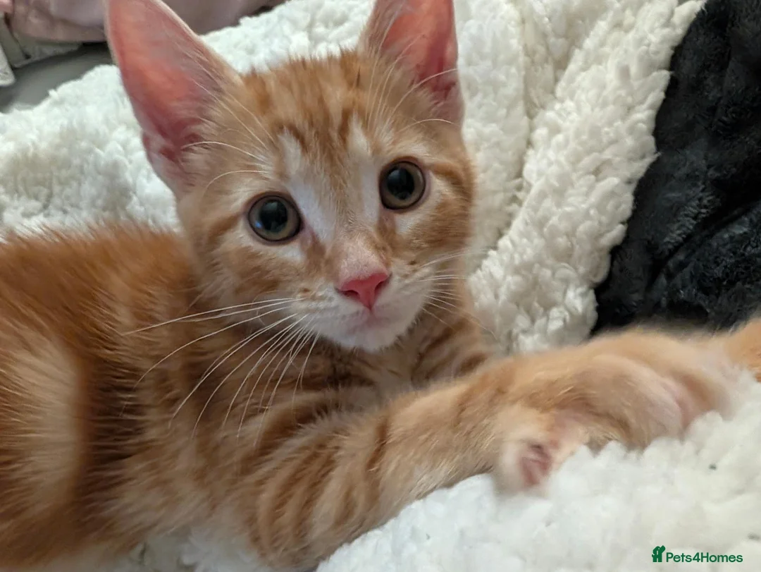 Mixed Breed cats for sale: Kitten for sale in Barnsley - Advert 2