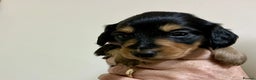 Miniature Dachshund dogs for sale: KC reg mini longhaired dachshund pups - Advert 32