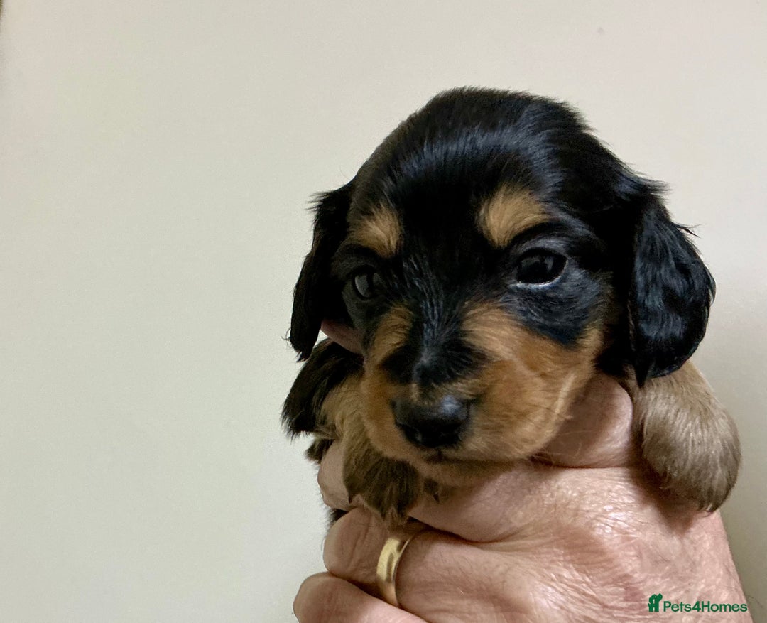 Miniature Dachshund dogs for sale: KC reg mini longhaired dachshund pups - Advert 32