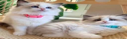 Ragdoll cats for sale: Stunning  Champion lines Ragdoll kittens  - Advert 12