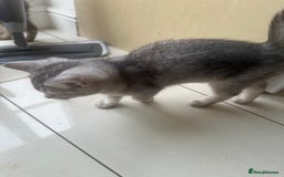 British Shorthair cats for sale: half British shorthair half tabby kittens  in London - Image 6