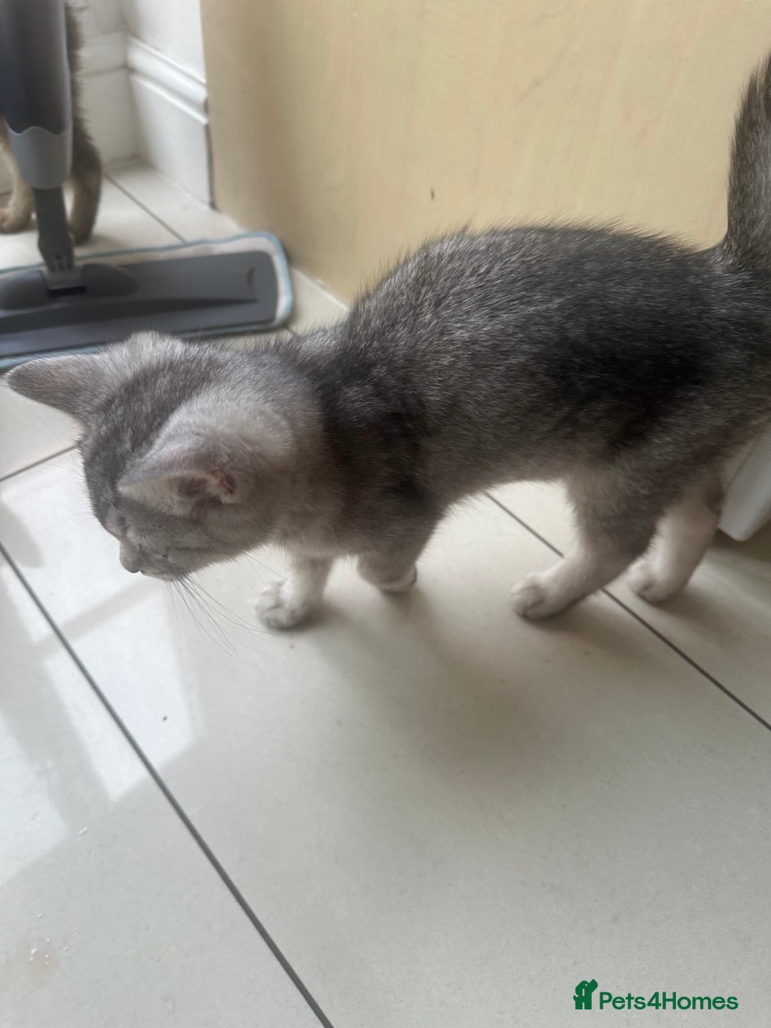 British Shorthair cats for sale: half British shorthair half tabby kittens  in London - Image 6