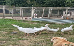Geese poultry for sale: 6 female embden goslings  - Image 3