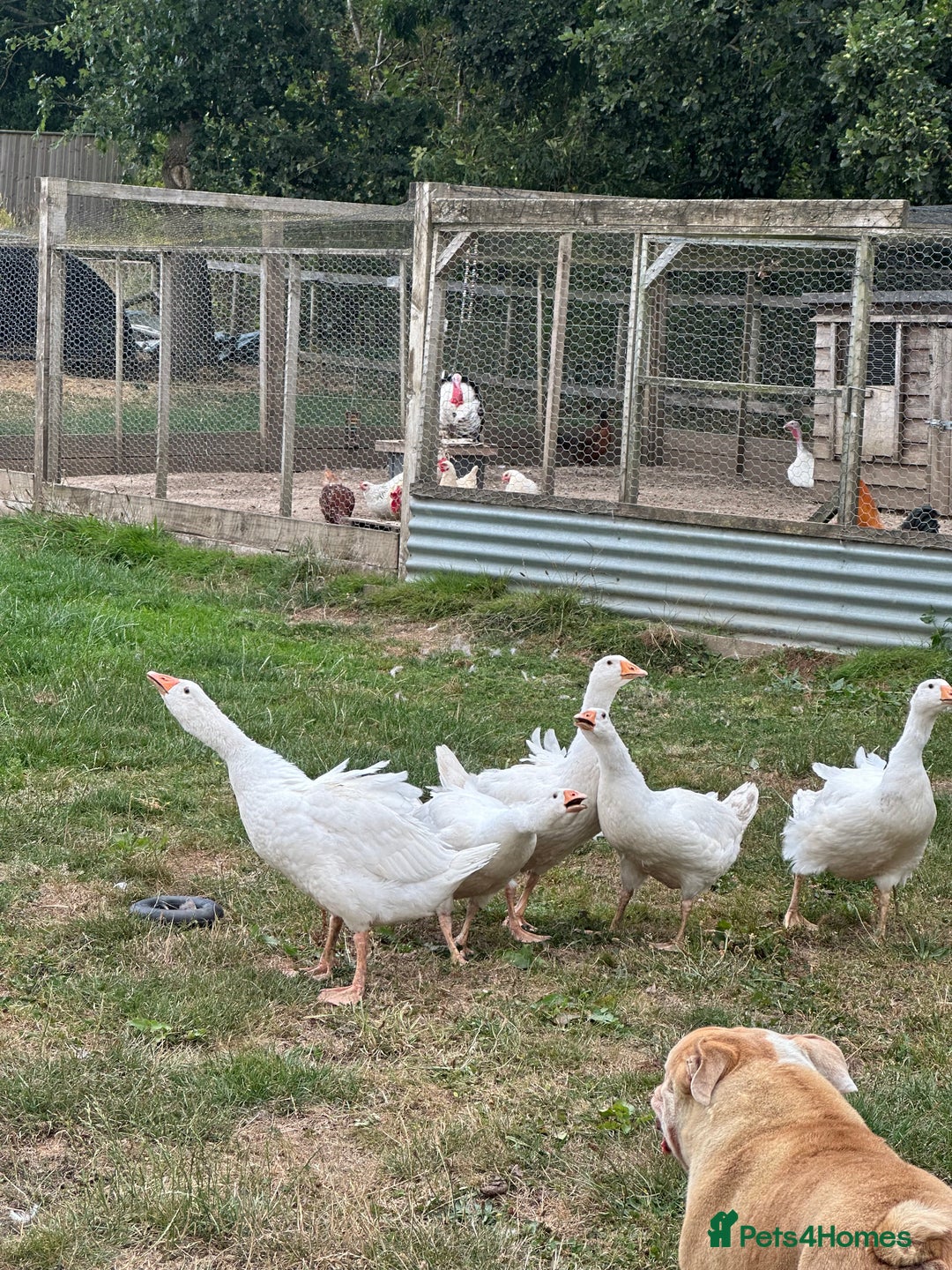 Geese poultry for sale: 6 female embden goslings  - Image 3