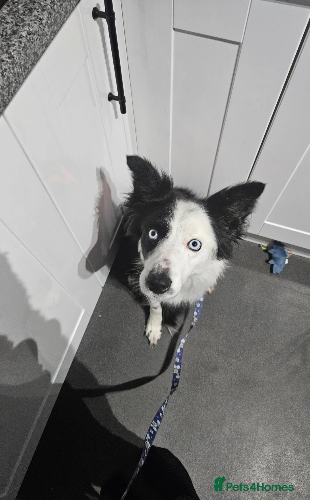 Border Collie dogs for sale: Loving young female border collie for pet home - Advert 3