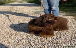 American Cocker Spaniel dogs for stud: Chocolate & Tan Proven KC American Cocker Stud in Doncaster - Image 4