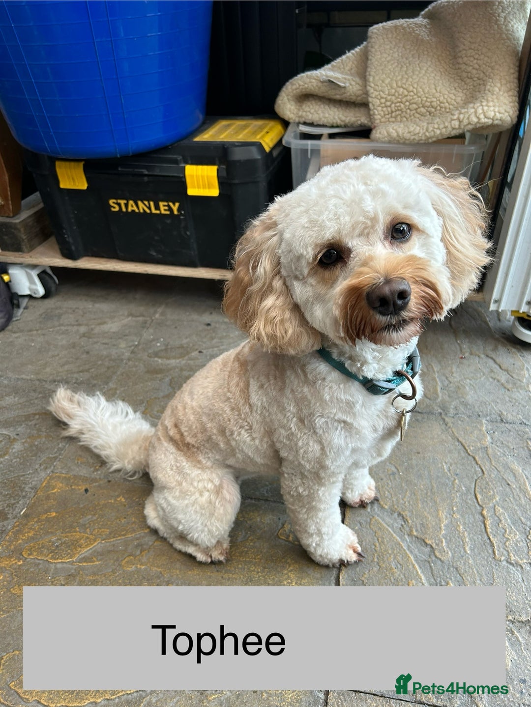 Cockapoo dogs for sale: Blue Roan F2 Female Cockapoo  - Advert 11