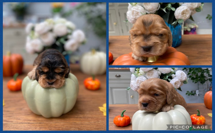 Cocker Spaniel dogs - Advert 5
