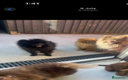 Pomeranian dogs for stud: top quality 5kg/3kgstud!chocolatemerle&fullblack🔥 - Image 5