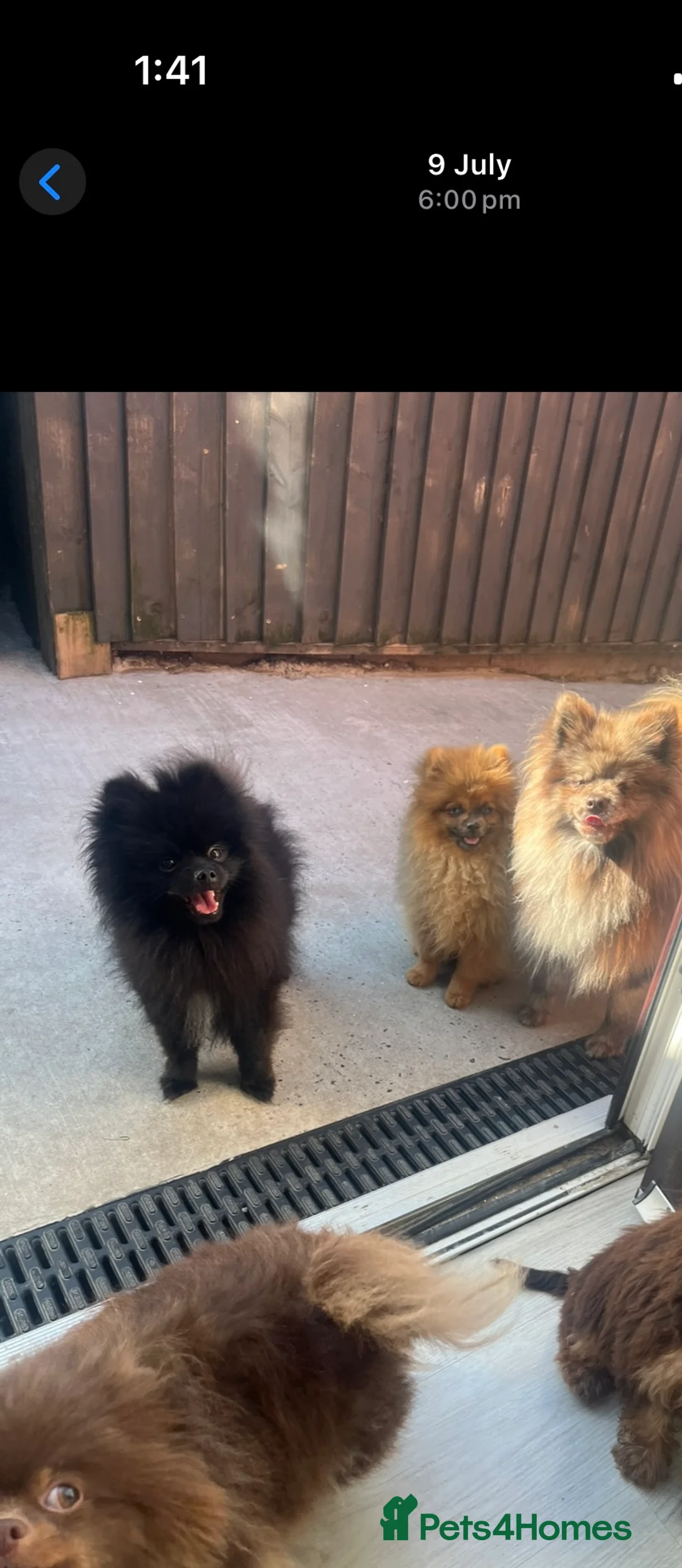 Pomeranian dogs for stud: top quality 5kg/3kgstud!chocolatemerle&fullblack🔥 - Advert 5