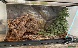Gecko reptiles for sale: Crested gecko - Image 4