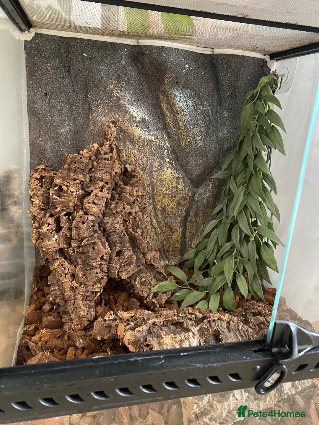 Gecko reptiles for sale: Crested gecko - Image 4