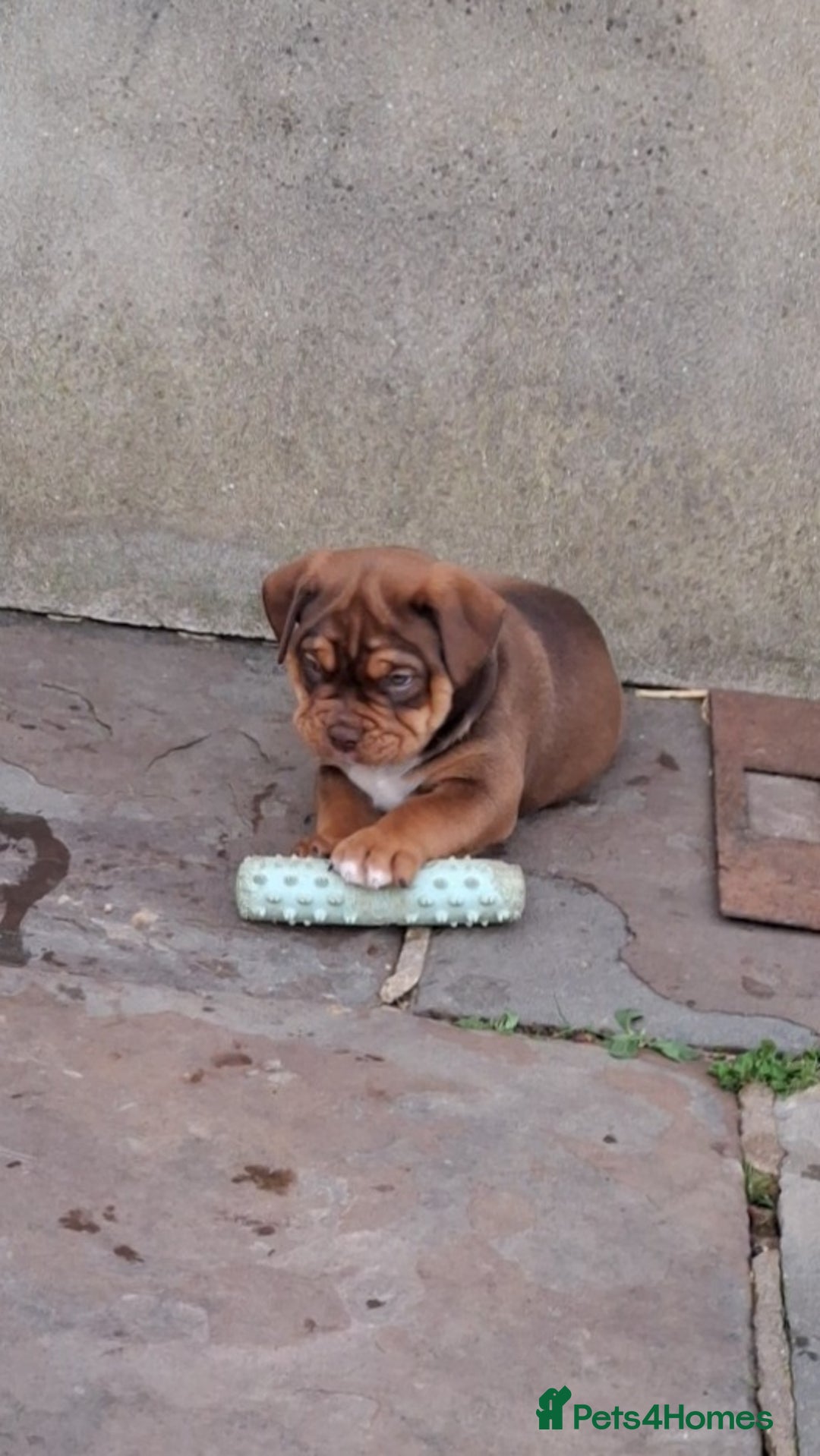 Mixed Breed dogs for sale: Beautiful chunky pups  - Advert 14