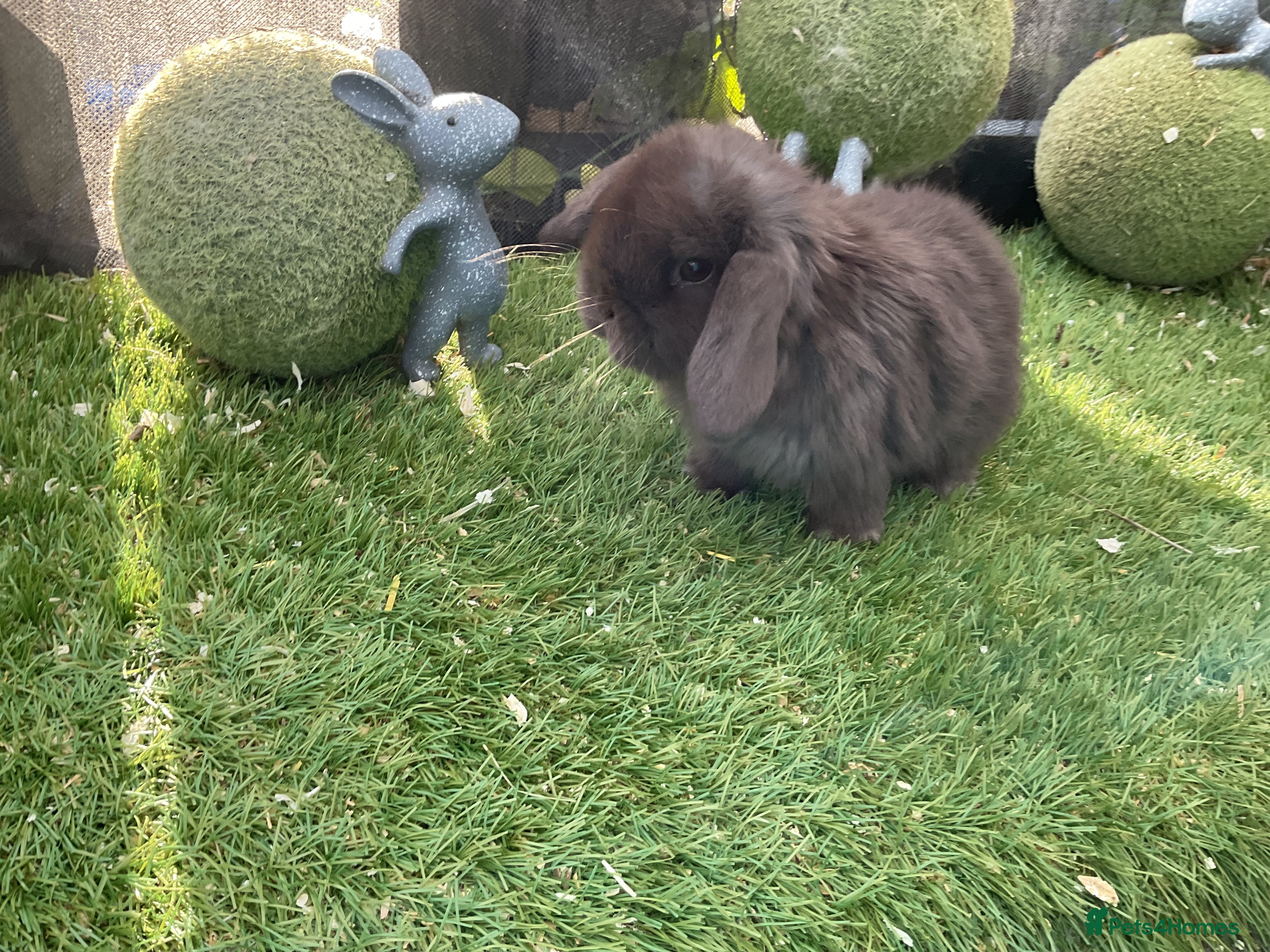 Mini Lop rabbits Baby mini lops and mini lion lop baby rabbits - Advert 21