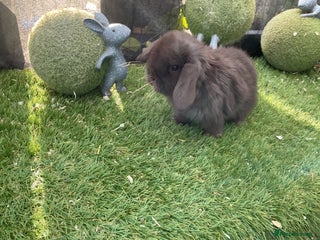 Mini Lop rabbits Baby mini lops and mini lion lop baby rabbits - Advert 21