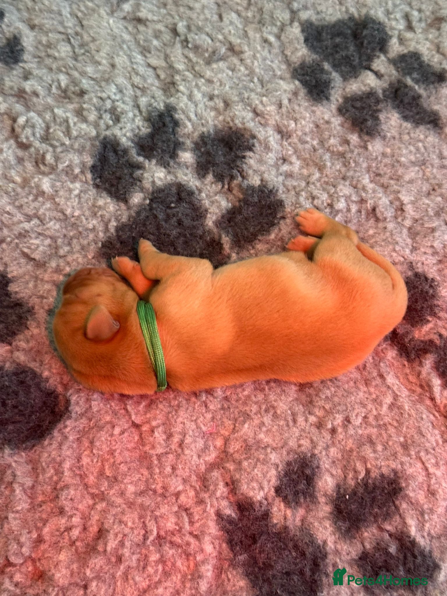 Labrador Retriever dogs Beautiful KC Registered Labrador Puppies - Advert 2