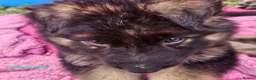 German Shepherd dogs for sale: 8 BIG German Shepherd Puppies  - Advert 16