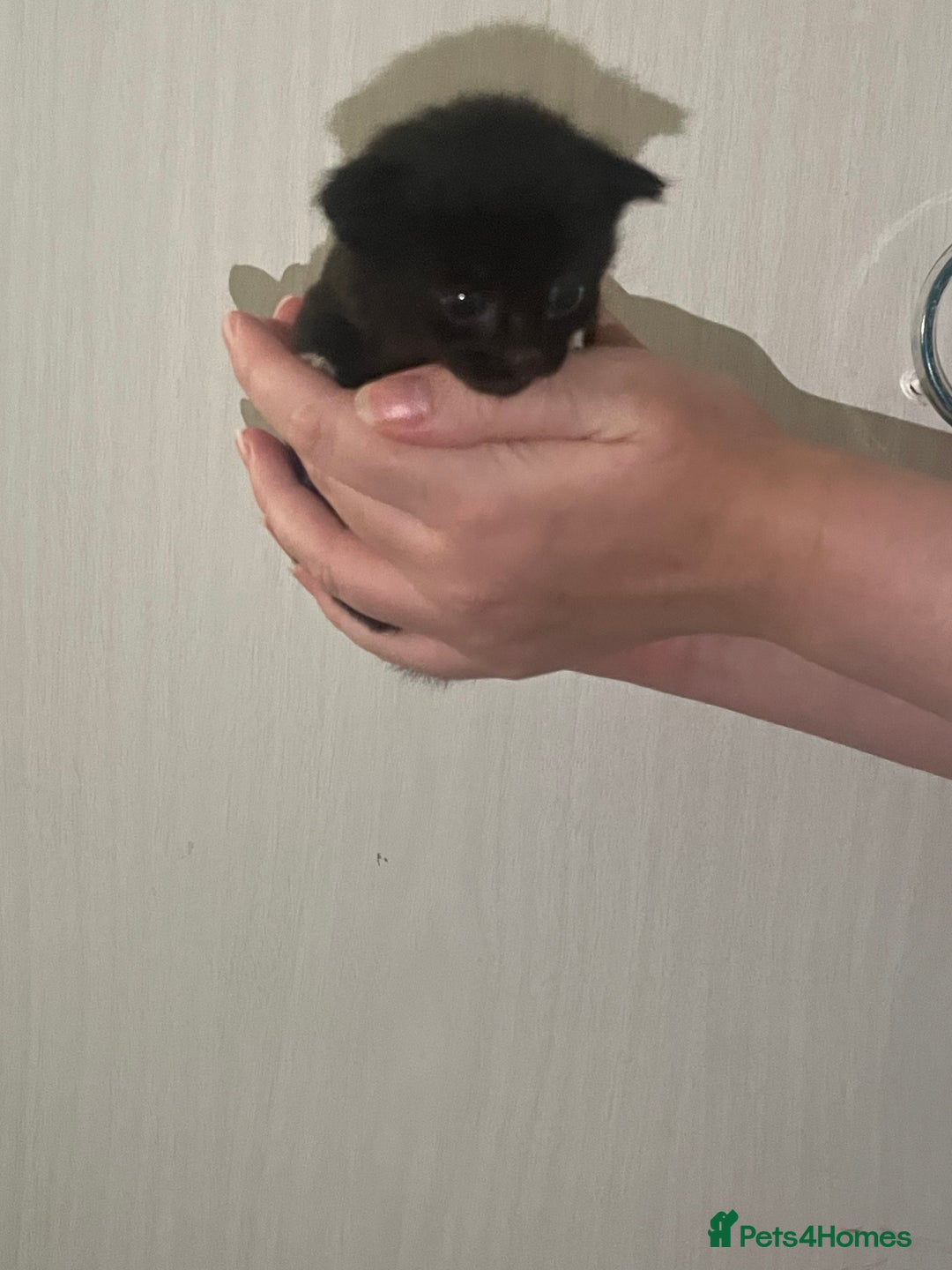 Mixed Breed cats for sale: Gorgeous kittens for sale  - Image 7