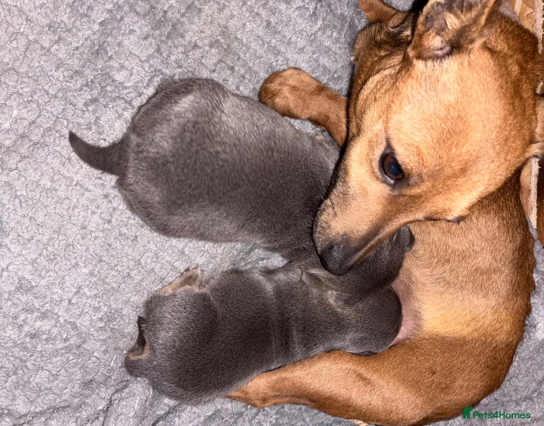 Jack Russell dogs for sale: Blue and tan half russels  - Advert 1