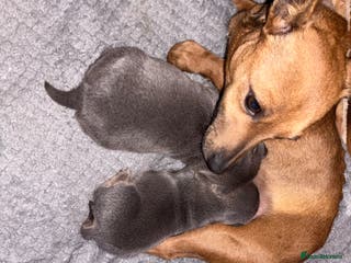 Jack Russell dogs Blue and tan half russels - Advert 4