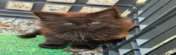 Maine Coon cats for sale: Beautiful Maine Coons from Champion lines  in Saint Agnes - Advert 37