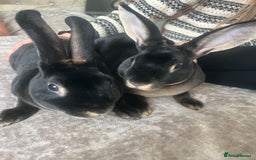 Rex rabbits for sale: Last Rex baby Bunny’s looking for loving homes  - Image 3